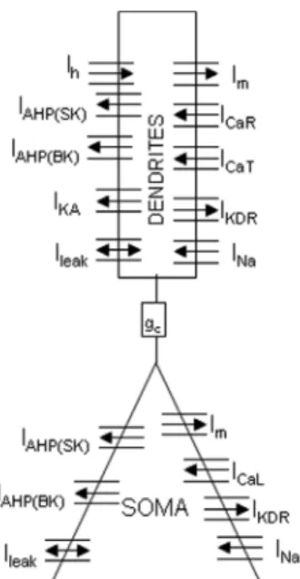 Figure 1: Reduced CA1 pyramidal neuron computational model (two compartments). Each compartment has voltage-dependent sodium currents  (I Na ), potassium delayed-rectifier currents (I KDR ), calcium-dependent  potassium (I AHP ) currents, a muscarinic pota