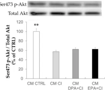 Figure 6. Effects of adipocyte condition media on Akt activation in skeletal muscle cells