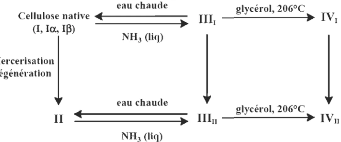 Figure 2-5  Relations entre les  différents allomorphes de la cellulose [6] 