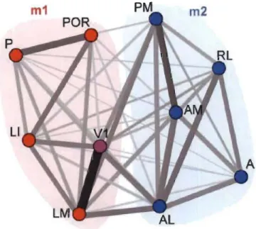 Figure 1.6  Les voies ventrale et dorsale chez la souris. 