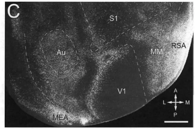 Figure 1.7  Connexions calleuses chez la souris. 