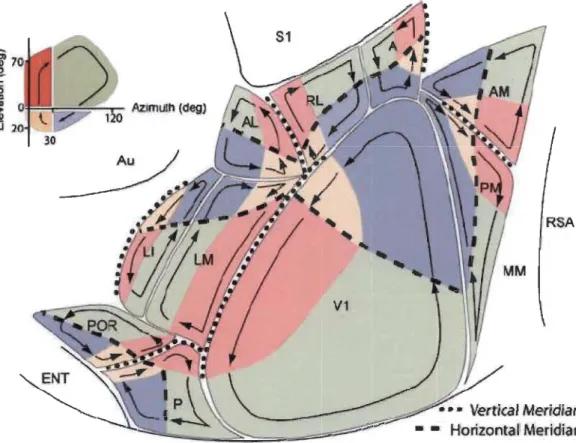 Figure 1.8  Représentation  visuotopique  du  cortex  visuel  primaire  et  des  aires  extrastriées