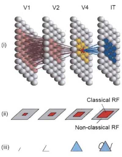 Figure 1.9  Traitement de l'information sensorielle et hiérarchie corticale. 