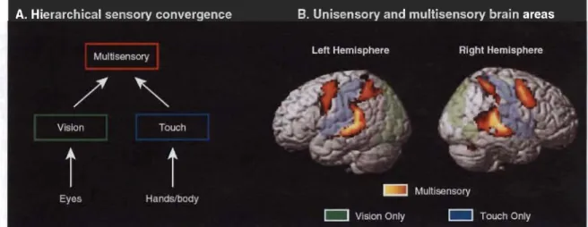 Figure 1.10  Convergence  des  informations  sensorielles  vers  les  aires  associatives  multimodales