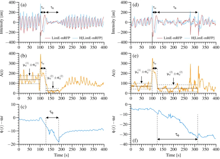 FIG. 2. Examples of single cell D. discoideum LimE-mRFP responses to a short pulse of cAMP