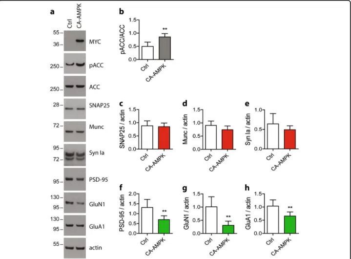 Fig. 7 Impact of AMPK hyper-activation on synaptic markers in vivo in mice. Two-month-old WT mice were injected with lentiviral vectors (LV) to allow the expression of the CA-AMPK in the hippocampus