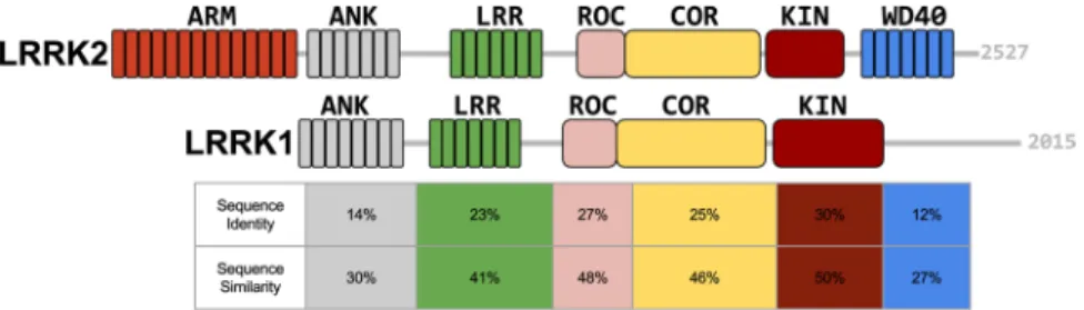 Figure 1.  Domain organisation of LRRK2 and LRRK1. LRRK2 and LRRK1 domains are depicted with different  colors and their relative location is drawn to scale within the full-length protein: ARM, armadillo repeats; ANK,  ankyrin repeats; LRR, leucine-rich re