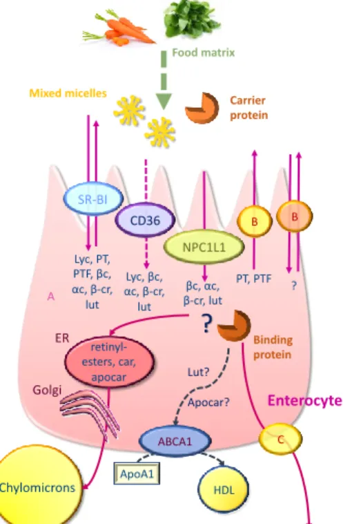 Figure 1. Uptake, transport, and secretion pathways of carotenoids across the enterocyte