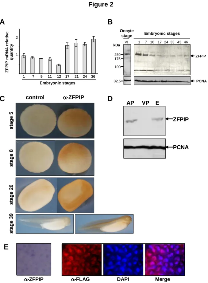 Figure 2 ZFPIP PCNABA C