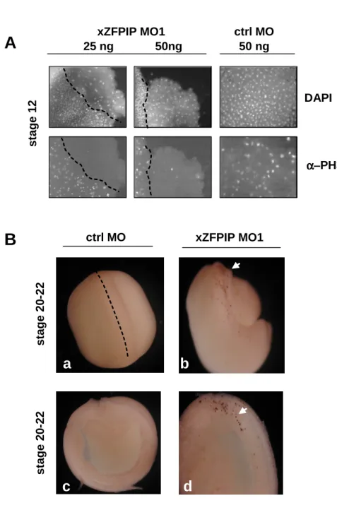 Figure 6 xZFPIP MO1ctrl MO a b c dstage 12stage 20-22A DAPIαααα−−−− PH3ctrl MO50 ngBstage 20-22xZFPIP MO1 25 ng50ng  