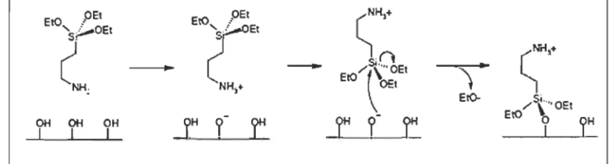 Figure 2.23  Réaction  entre  une  molécule  d'APTES  et la surfa ce  dans  un  solvant  anhydre