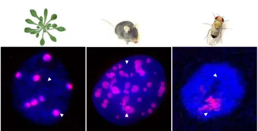 Figure 4: Euchromatin and heterochromatin are two distinct chromatin states in eukaryotes