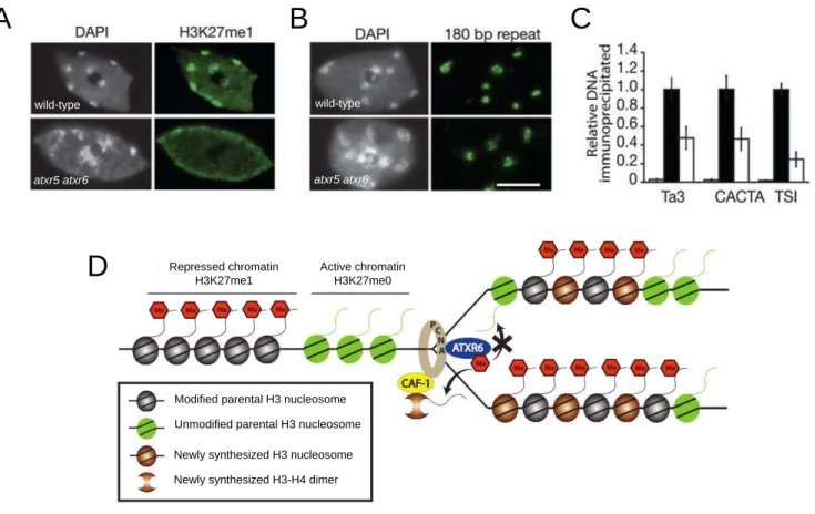 Figure 10: Arabidopsis atxr5 atxr6 mutants display defects in heterochromatin organization and  transcriptional silencing