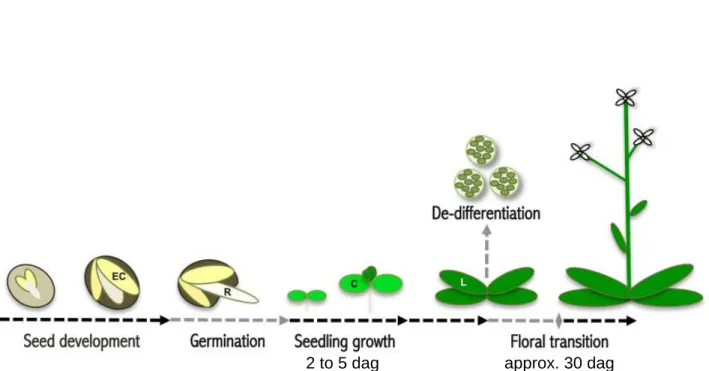 Figure 11: Overview of developmental phase transitions involving important chromatin dynamics  in Arabidopsis thaliana