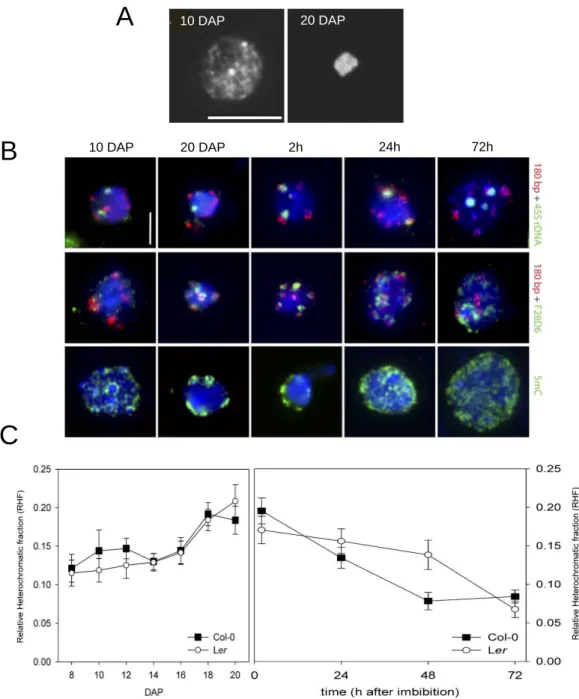 Figure 12: Heterochromatin dynamics in embryonic cotyledons during seed development and  germination