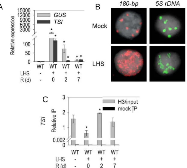 Figure 15: Prolonged high temperature stress results in heterochromatin disorganization and  release of transcriptional silencing