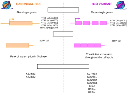 Figure 17: Summary of distinct features discriminating the canonical histone H3.1 from the  replacement variant H3.3 in Arabidopsis thaliana