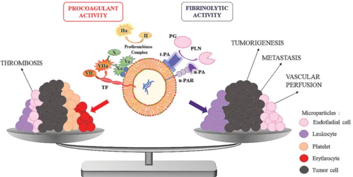 Fig. 3  MP-dependent coagulation/ﬁbrinolytic balance in cancer. The thrombotic risk associated with cancer or the maintenance of the vascular  perfusion may be determined by the MP-dependent coagulation/ﬁbrinolytic balance