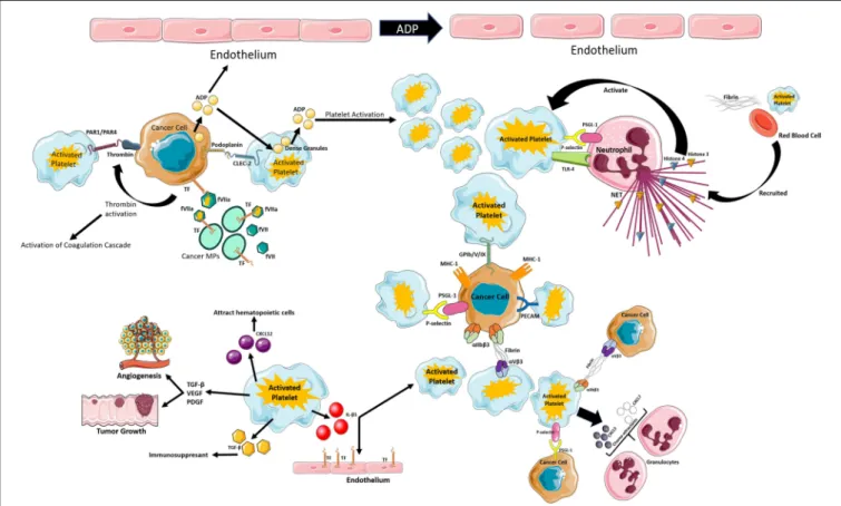 FIGURE 1 | Schematic review of the different mechanisms of platelet activation that can lead to thrombo-inflammation in cancer