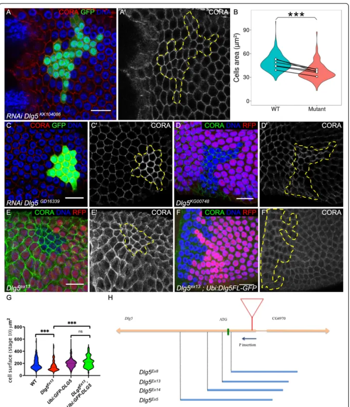 Fig. 1 Dlg5 is required for follicle cell growth. a and c follicle cell clones marked by the GFP and expressing RNAi against Dlg5 using a KK10486 and c GD16339 lines and stained with Cora (red and a ’ and c ′ )