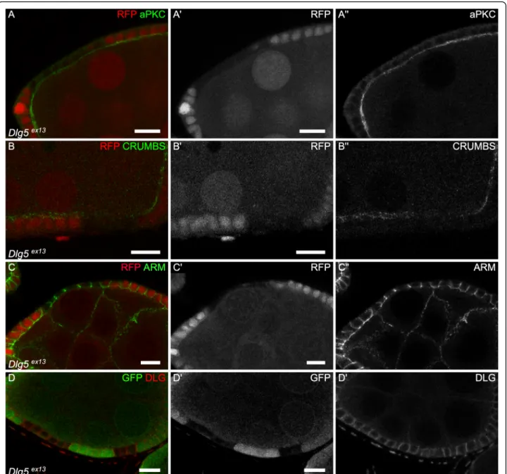 Fig. 4 Dlg5 moderately impacts epithelial polarity in follicle cells. a-d follicle cell mutant clones for Dlg5 ex13 and stained for a) aPKC, b) Crb, c) Arm and d) Dlg