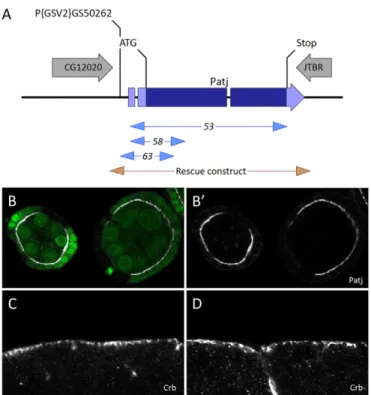 Fig. 1. Null mutants for Patj. (A) The Drosophila Patj locus. The site of the P{GSV2}GS50262 insertion, deletion mutations and the rescue transgene are indicated