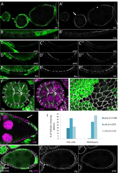 Fig. 2. Patj mutant phenotype in the follicular epithelium. (A-H) Patj null mutation clones viewed in transverse (A-F,H) or planar (G) section stained (white) for Sdt (A,A ⬘ ,C ⬙ ,D ⬙ ,E ⬙ ), Crb (B,B ⬘ ), aPKC (C,C ⬘ ,D,D ⬘ ), Baz (E,E ⬘ ), Dlg  (F-G) and