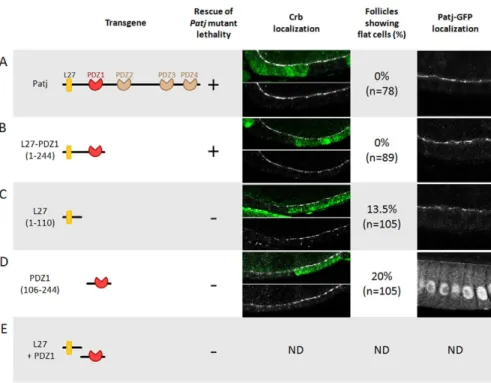 Fig. 3. Structure-function analysis of Patj. (A) Full-length Patj, (B) L27 + PDZ1 domains, (C) L27 domain, (D) PDZ1 domain, (E) L27 and PDZ1 domains encoded by two independent transgenes