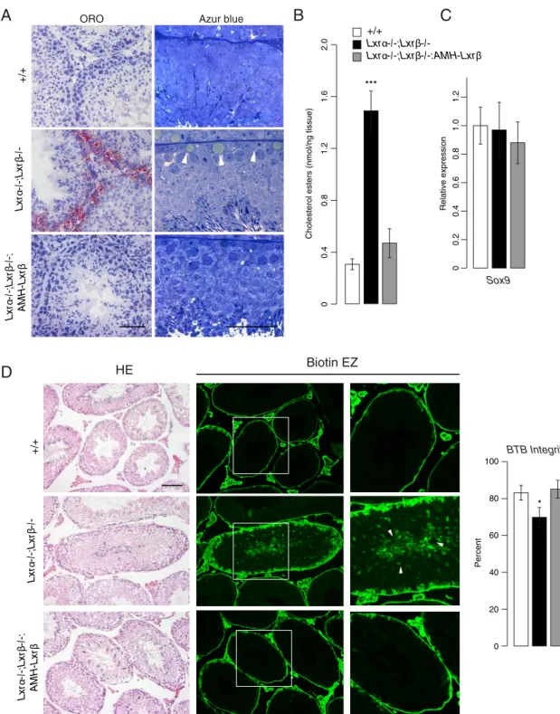 Figure 2. Targeted expression of LXR! in the Lxr&#34; !/! ;Lxr! !/! :AMH-Lxr! mice restores lipid homeostasis and the BTB in Sertoli cells