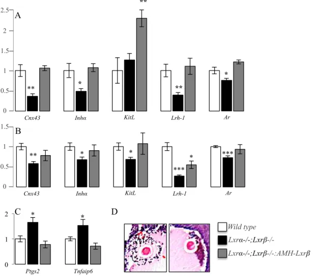 Figure  2.  LXR!  is  necessary  for  the  granulosa  cell  physiology  and  preovulation  remodeling
