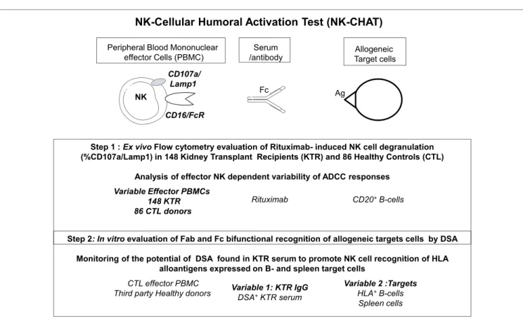 FigUre 1 | Description of the observational and in vitro steps of the study of antibody-dependent nK cell activation using a standardized nK- nK-cellular humoral activation Test (nK-chaT)
