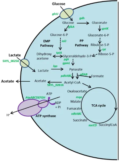 Figure  2.  Le  catabolisme  du  glucose  et  du  lactate  en  matrice  carnée  chez  Staphylococcus xylosus
