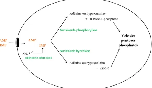 Figure  3.  Le  catabolisme  des  nucléosides  par  les  staphylocoques.  AMP :  Adénosine  monophosphate, IMP : Inosine monophosphate