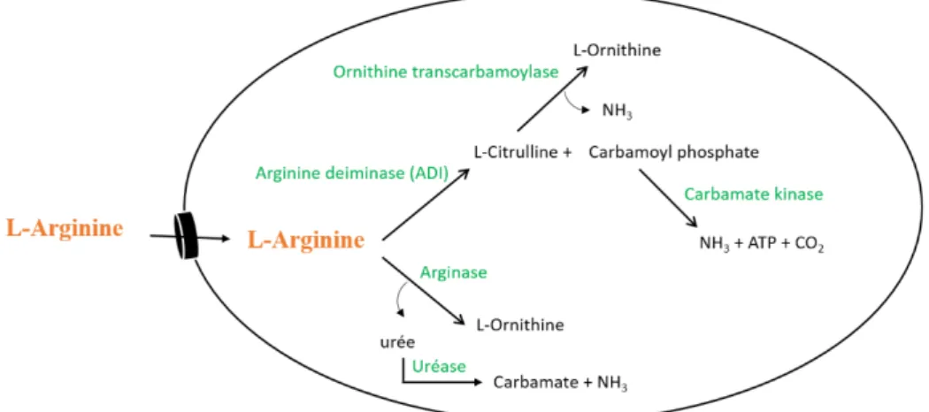 Figure 5. Le catabolisme de l’arginine chez les staphylocoques. D’après Sánchez Mainar  et al