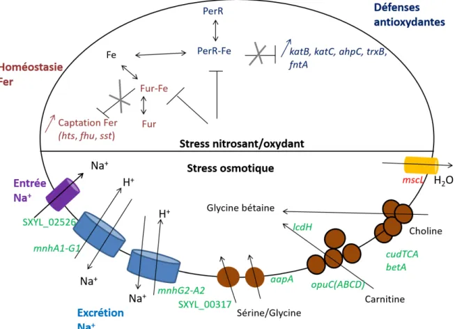 Figure  7.  Principaux  gènes  exprimés  par  S.  xylosus  en  réponse  à  un  stress  nitrosant/oxydant et à un stress osmotique en matrice carnée