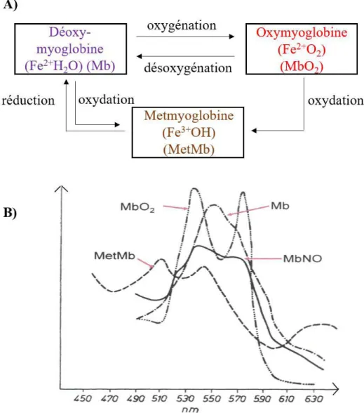 Figure 8. Les différentes formes de la myoglobine.  A) Influence de l’état d’oxydo-réduction  du fer de l’hème et de l’oxygénation sur les différentes formes de la myoglobine  B) Spectres des  différentes  formes  de  la  myoglobine