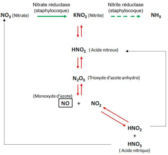 Figure 9. Schéma réactionnel simplifié du nitrate et du nitrite dans la viande.   Vert :  réactions enzymatiques, rouge : réactions chimiques