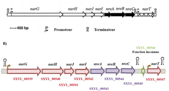 Figure 11. Cartographie de l’opéron nar et environnement génétique chez S. carnosus  TM300  et  S