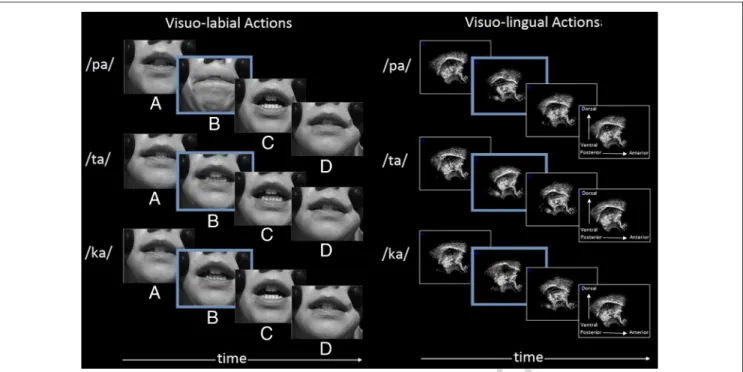 Figure 1. Examples of visual stimuli related to lip and tongue movements for /pa/, /ta/, and / ka/ syllables at four crucial moments: (A) initial neutral position, (B) closure of the vocal tract (in red, /pa/: bilabial occlusion; /ta/: alveolar occlusion, 