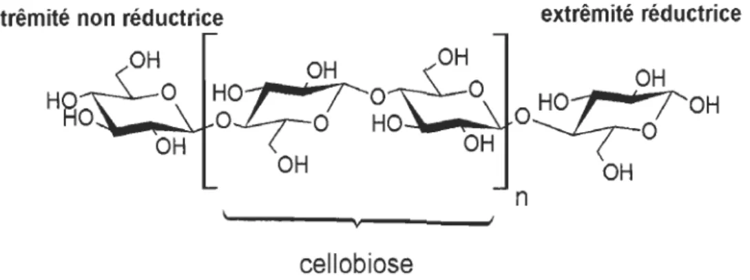 Figure 2.3  Représentation de la cellulose 