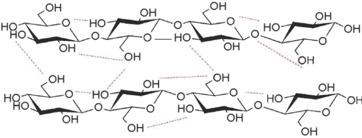 Figure 2.4  Liaisons hydrogènes inter et intramoléculaires au  sein de la  cellulose 