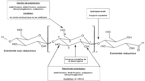 Figure  2.6  Modifications chimiques  selon la  structure du polymère 