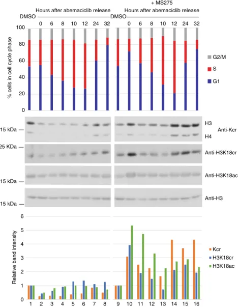 Fig. 6 Histone crotonylation is cell cycle regulated by class I HDACs. Cell cycle block and release experiment on HCT116 cells using CDK4/6 inhibitor abemaciclib with and without MS275