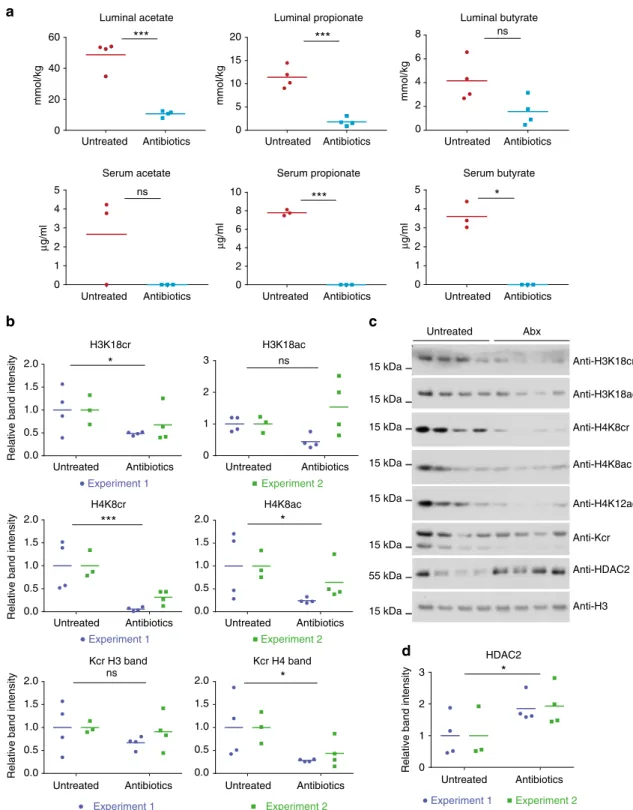 Fig. 3 Microbiota depletion affects colonic histone crotonylation and HDAC2. Antibiotic treatment led to a decrease in luminal and serum SCFA levels in mice ( n ≥ 3, from experiment 2)