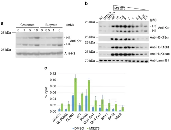 Fig. 4 Butyrate and class I HDAC inhibition promote histone crotonylation. a Western blot analysis with indicated antibodies of whole cell extracts of small intestinal organoids treated for 48 h with indicated amounts of SCFAs