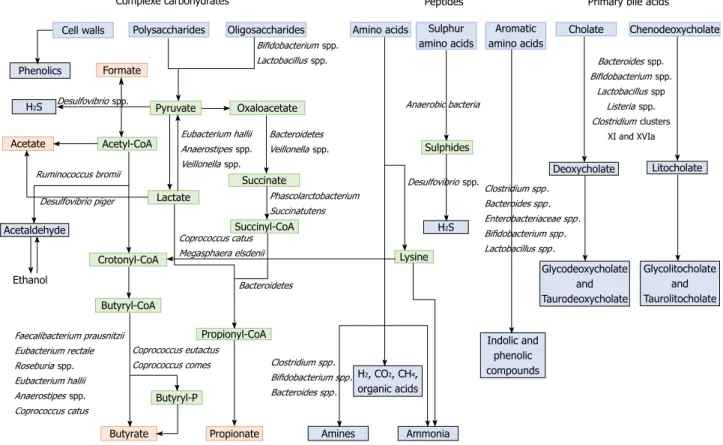 Figure 2  Metabolism of food dietary components by the gut microbiota. Dietary residues are in blue, intermediate metabolites in green, SCFAs in red, and other  metabolites in grey