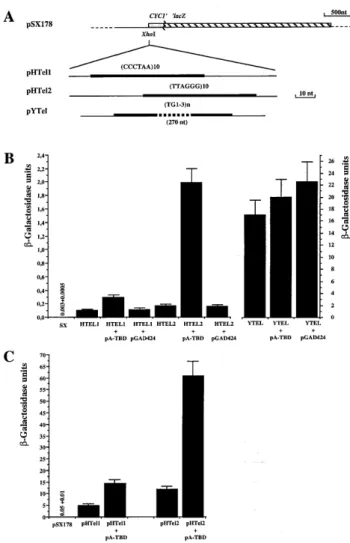 Figure 1. (TTAGGG) n -dependent one hybrid assays. (A) The structures of the reporter genes used in this study are presented