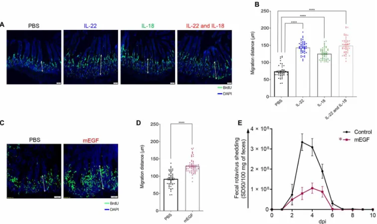 Fig. 3. Accelerated proliferation rate and migration levels of IEC are correlated with debilitation of mRV infectivity