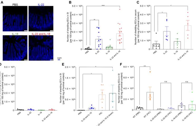 Fig. 4. IL-22 promotes cell extrusion into intestinal lumen. Mice [WT or indicated knockout (KO) strain] received a single (except where indicated otherwise) intraper- intraper-itoneal injection of PBS, IL-22, (10   g), IL-18 (2   g), both cytokines or b