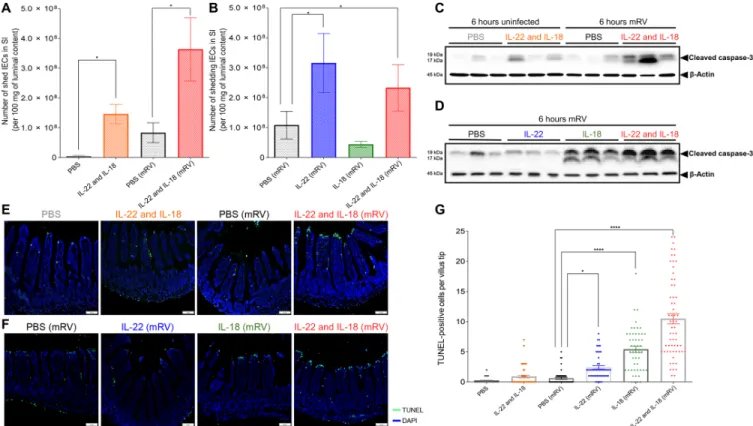 Fig. 5. IL-18 induced TUNEL-positive cell death in villus tips of RV-infected mice. Mice were orally inoculated with mRV, or not(sham?) and were intraperitoneally  injected at 3 dpi with PBS, IL-22, (10   g) IL-18 (2   g), or both cytokines